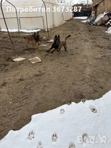 Белгийска овчарка Малинова, снимка 3 - Белгийска овчарка - 52821847