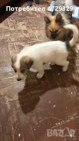 Кане корсо куче 