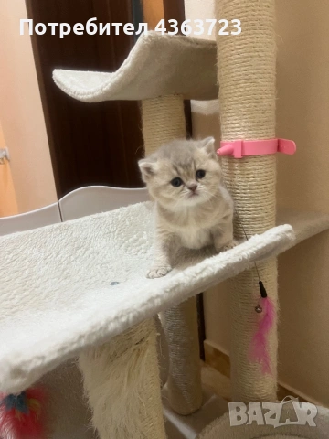 Британски късокосмести, снимка 3 - Британска късокосместа - 54171796