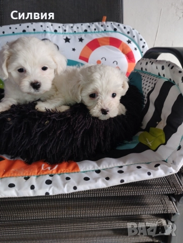 предлагам малтийска болонки , снимка 4 - Болонка - 52375877