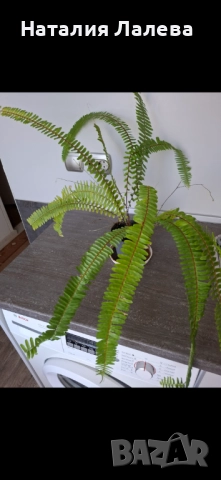 Папрат, Nephrolepis, снимка 2 - Стайни растения - 51472653