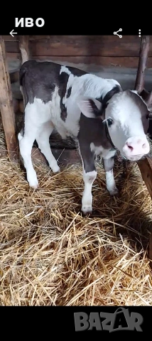 месодайно теле