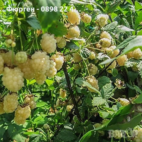 Жълта къпина (Полар бери), снимка 2 - Градински цветя и растения - 29100727