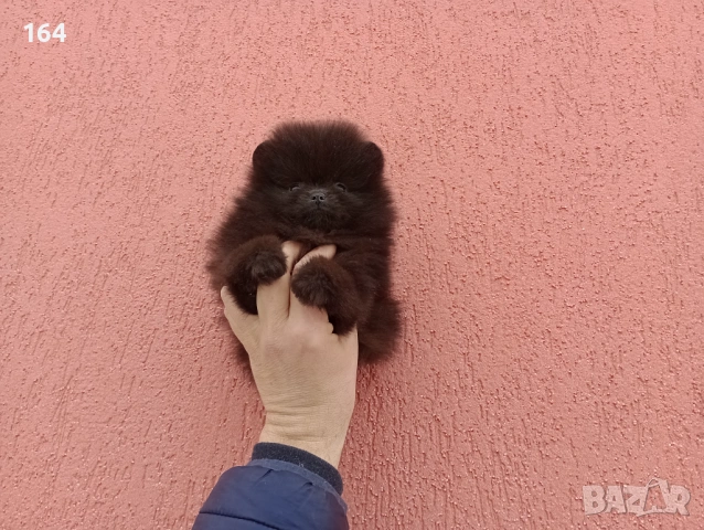 Померан. Шоколадово мъжко Померанче. Реални снимки от 02.02.26 г., снимка 5 - Померан - 53315564
