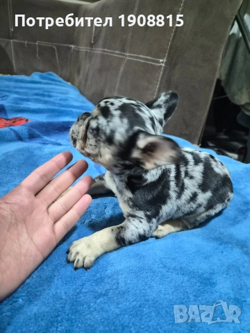 френски булдоци, снимка 3 - Френски булдог - 52881414