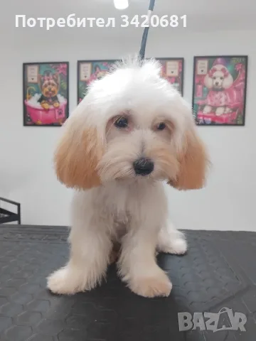 Малтипу Maltlpoo, снимка 3 - Пудели - 55957559