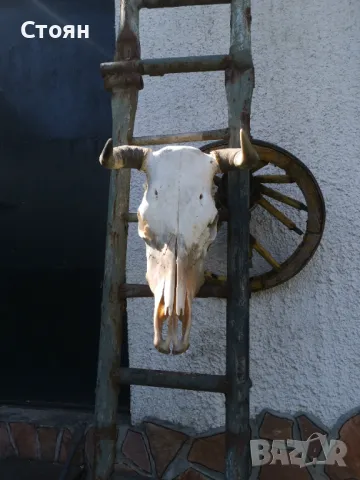 Череп на крава за украса на битови кътчета , снимка 3 - Други - 49973300