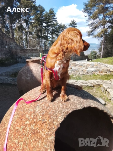 Raya- Cocker spaniel , снимка 3 - Кокер шпаньол - 53643388