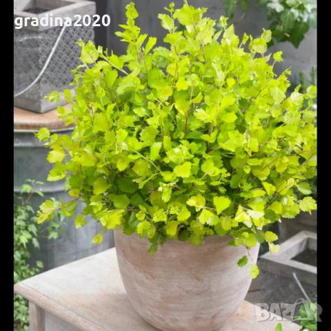 Жълта бреза джудже – Betula Golden Nana, снимка 3 - Разсади - 52714426