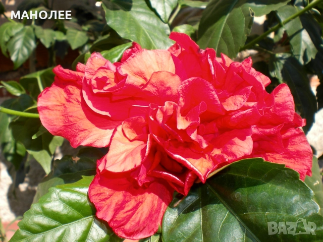 🌺🌺🌺Китайска роза-хибискус💐🪴💐