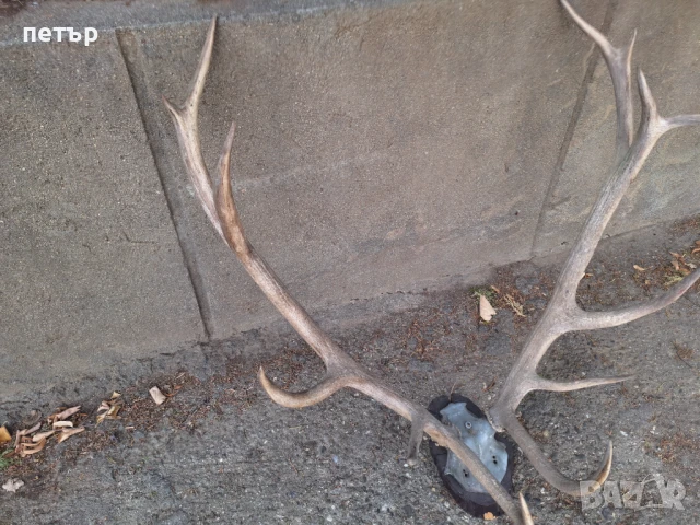 Рога от елен, снимка 5 - Декорация за дома - 51394390