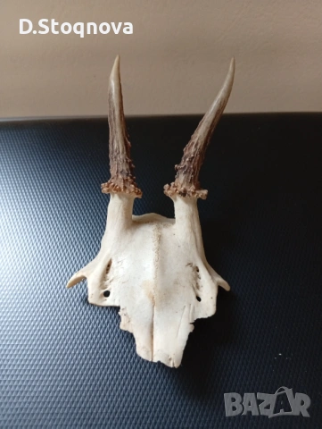 Еленови рога - 2 броя(малки, с част от черепа), снимка 8 - Антикварни и старинни предмети - 54254712