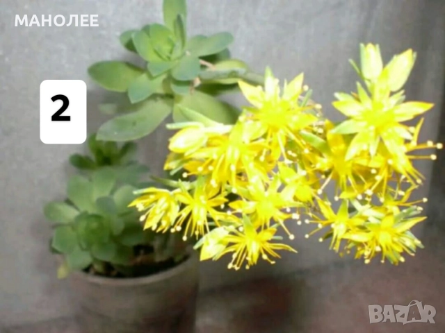 Саксийни цветя - 8 вида 3 НЕЗАСАДЕНИ КОРЕНА В ЕДИН ПАКЕТ /видове по избор/ ЗА 20 ЛВ. / 10,23 € ., снимка 3 - Градински цветя и растения - 52047799