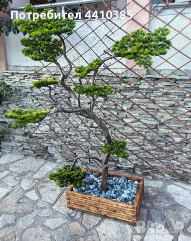 ръчно изработен бонсай Японски стил(уникат) , снимка 10 - Декорация за дома - 52833000