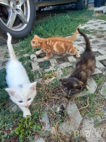 Подаряваме котета., снимка 8 - Други - 54716851