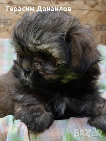 шипу, снимка 5 - Ши Тцу - 53889210