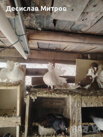 Гълъби, снимка 7 - Гълъби - 54093469