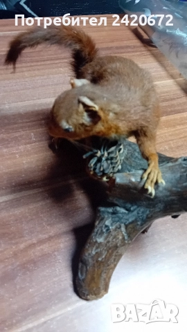 препарирана катерица, снимка 6 - Други ценни предмети - 52966252