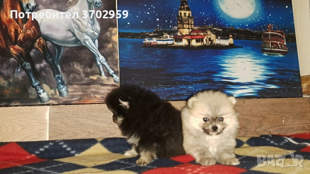 Момче и момиче, снимка 5 - Померан - 52599858