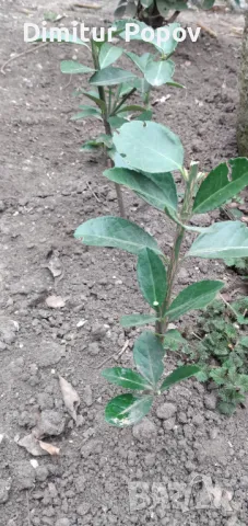 Евонимус, снимка 5 - Стайни растения - 42573276