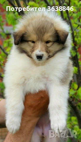 Шотландско коли