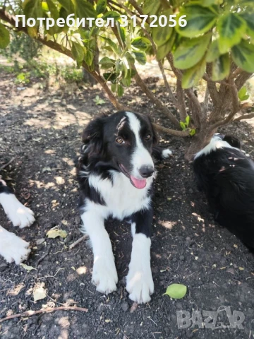 Бордър коли , снимка 7 - Бордър коли - 50417264