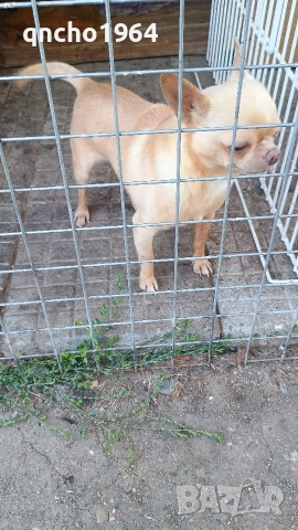 чихуахуа , снимка 8 - Чихуахуа - 52797684