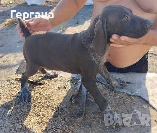 ПРОДAВAМ  КУРЦХААР, снимка 1