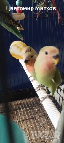 Папагали ръчно хранени неразделки, снимка 6 - Папагали - 51135664