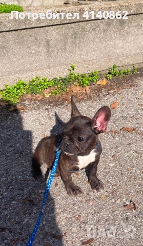 Френски Булдок на 6 месеца, снимка 3 - Френски булдог - 52893292