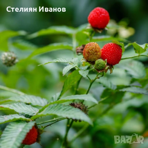 Ягодомалина (Rubus illecebrosus) - растения в контейнери, снимка 2 - Градински цветя и растения - 54017701