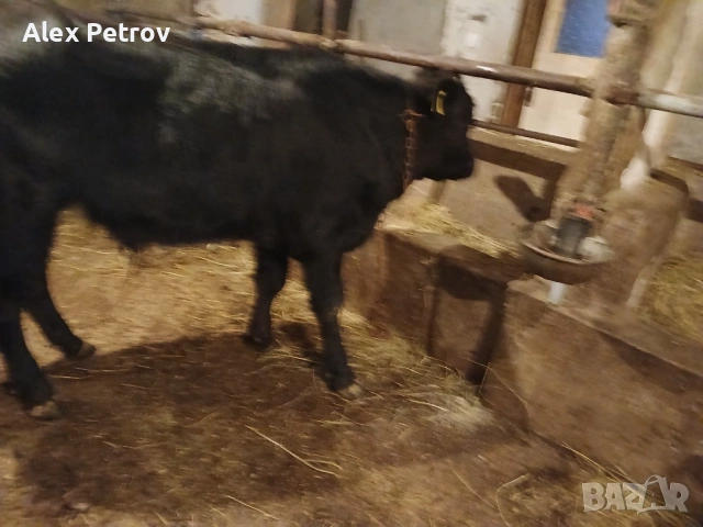 Свободни 2 мъжки месодайни телета, снимка 3 - Крави - 53100139