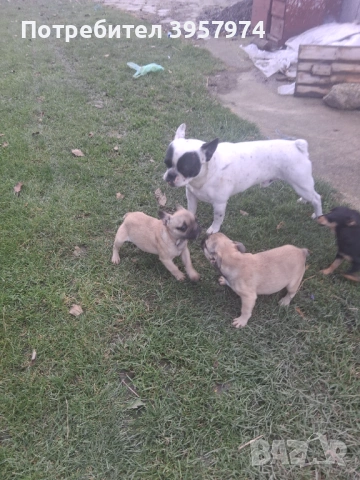 Продава се мъжко булдоче на 3 и половина месеца с три ваксини и паспорт , снимка 4 - Френски булдог - 53028052