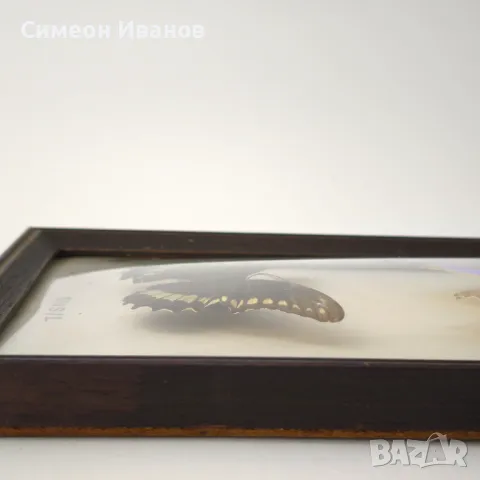 Препарирани пеперуди в рамка от Бразилия #5891, снимка 10 - Други ценни предмети - 50268046