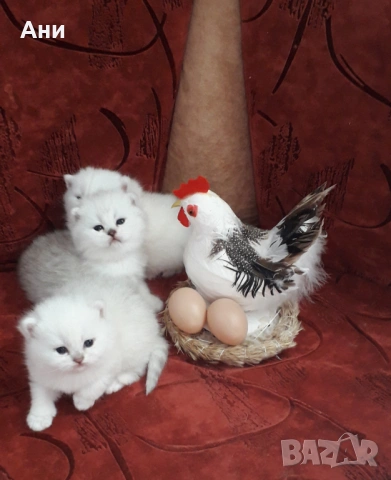 Топ Цена.Уникални Котенца , снимка 2 - Британска късокосместа - 54160766