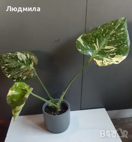 Monstera Thai Constellation /Монстера Тай Констеллейшъ, снимка 5 - Стайни растения - 55930077