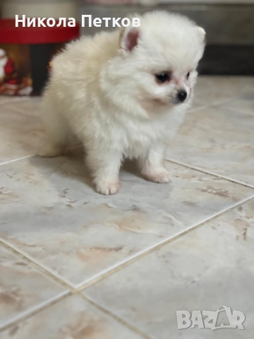Померан мини, снимка 2 - Померан - 52619306