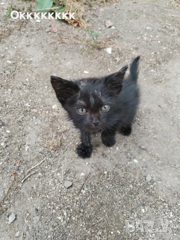 Малко коте - черно 