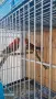 Продавам пойни папагали , снимка 5