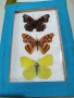 Пеперуди. Препарирани. Рамка. Естествени. Ръчно изработени , снимка 4