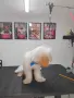 Малтипу Maltlpoo, снимка 4