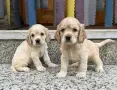 Кокер шпаньол Страхотни , снимка 1