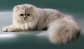Персийска котка 