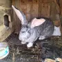 мъжки зайци великани , снимка 4