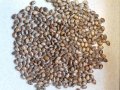 Семена от Рицин(Кърлеж) , снимка 1 - Сортови семена и луковици - 44413114