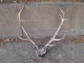 Рога от елен, снимка 1