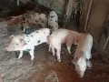 Продавам малки прасенца , снимка 2