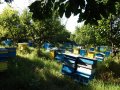 Пчелен мед на едро, директно от производител, реколта 2023 , снимка 7