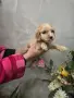 кокер шпаньол  Топ, снимка 2