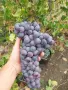 Продавам грозде Каберне фран, снимка 2